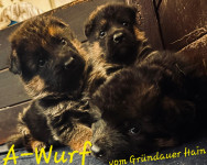 a wurf welpen