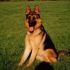 060 image