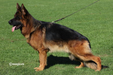 beau vom heinrichsplatz  stand